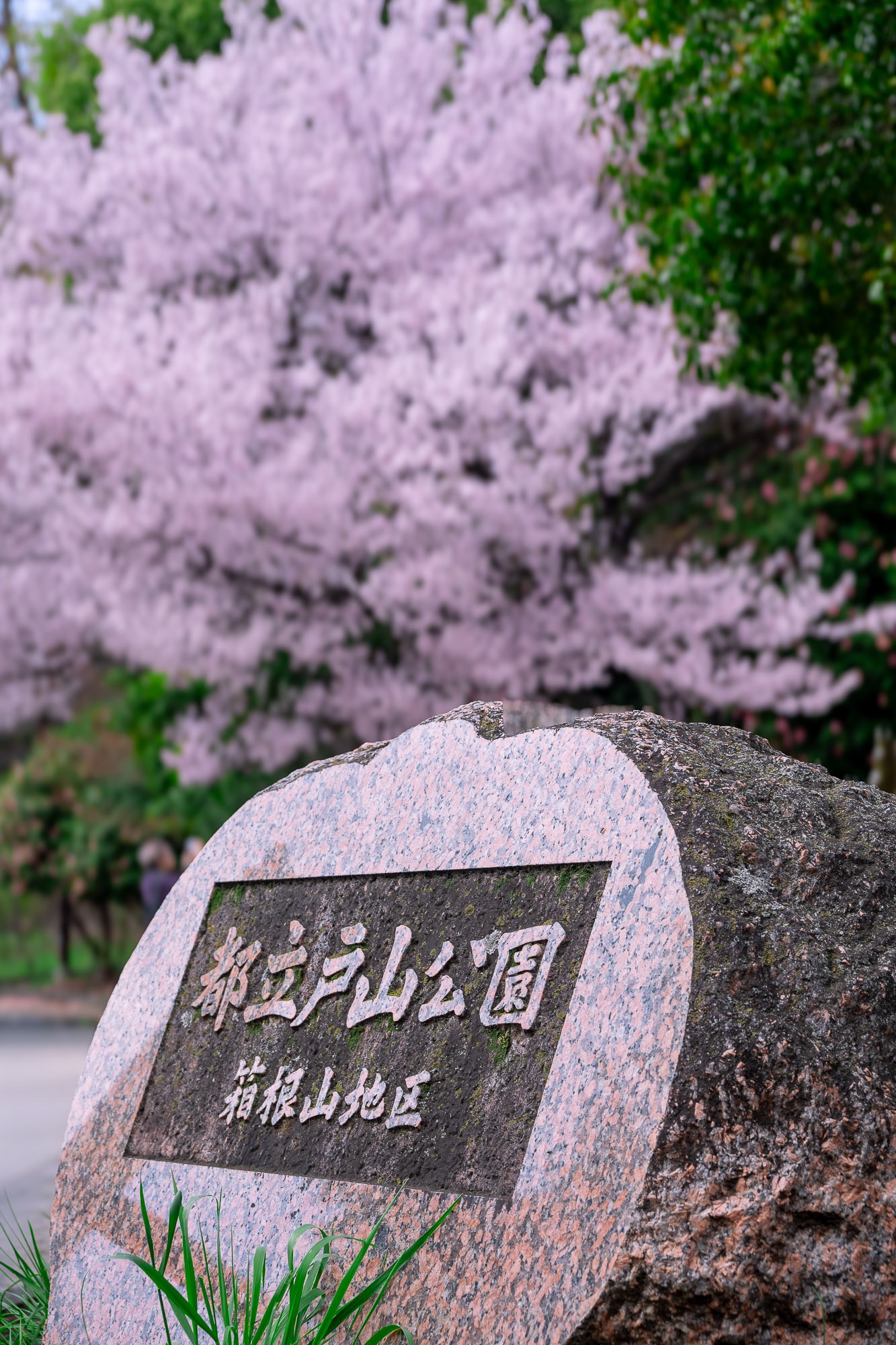 戸山公園（箱根山地区）